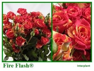 ROSE BR. FIRE FLASH 40